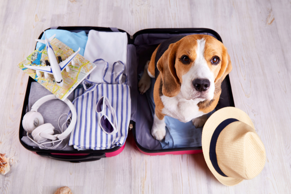 A beagle dog sits in an open suitcase with clothes and leisure items. Summer travel, preparing for a trip, packing luggage. Top view