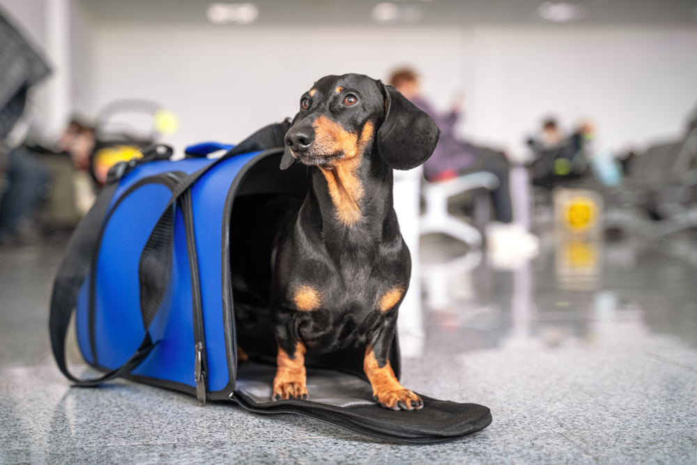 Bedient dachshund dog sits in blue pet carrier in public place and waits the owner. Safe travel with animals by plane or train. Customs quarantine before or after transporting animals across border