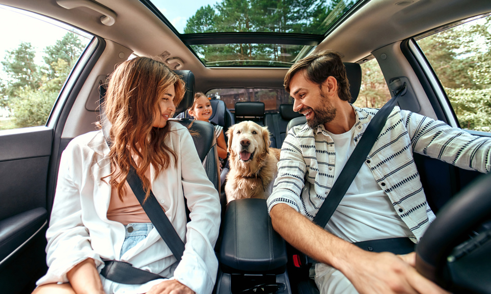 The whole family is driving for the weekend. Mom and Dad with their daughter and a Labrador dog are sitting in the car. Leisure, travel, tourism
