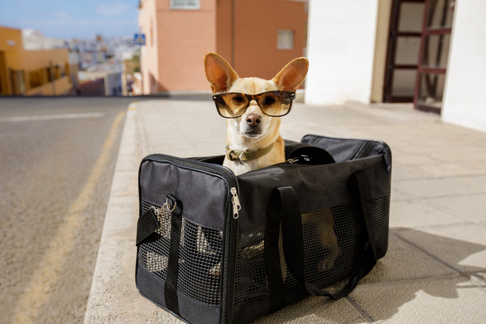 Chihuahua dog in transport bag or box ready to travel as pet in cabin in plane or airplane , wearing sunglasses