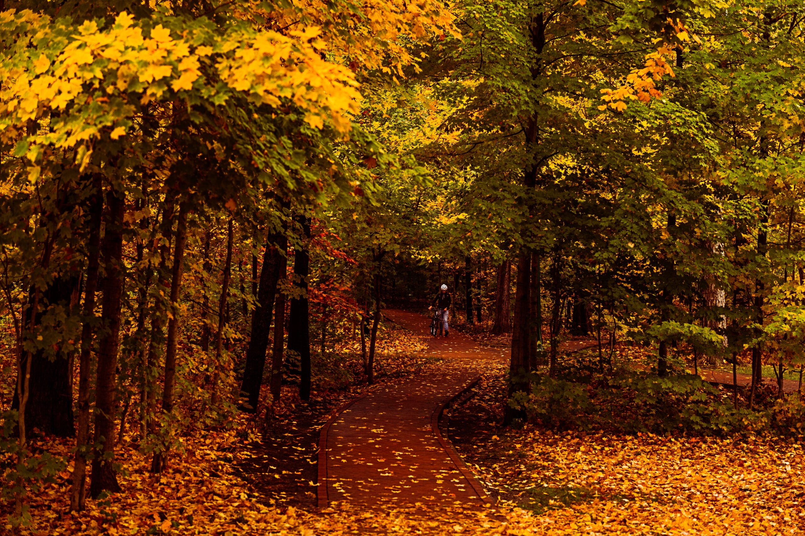 Brown and yellow leaves on ground