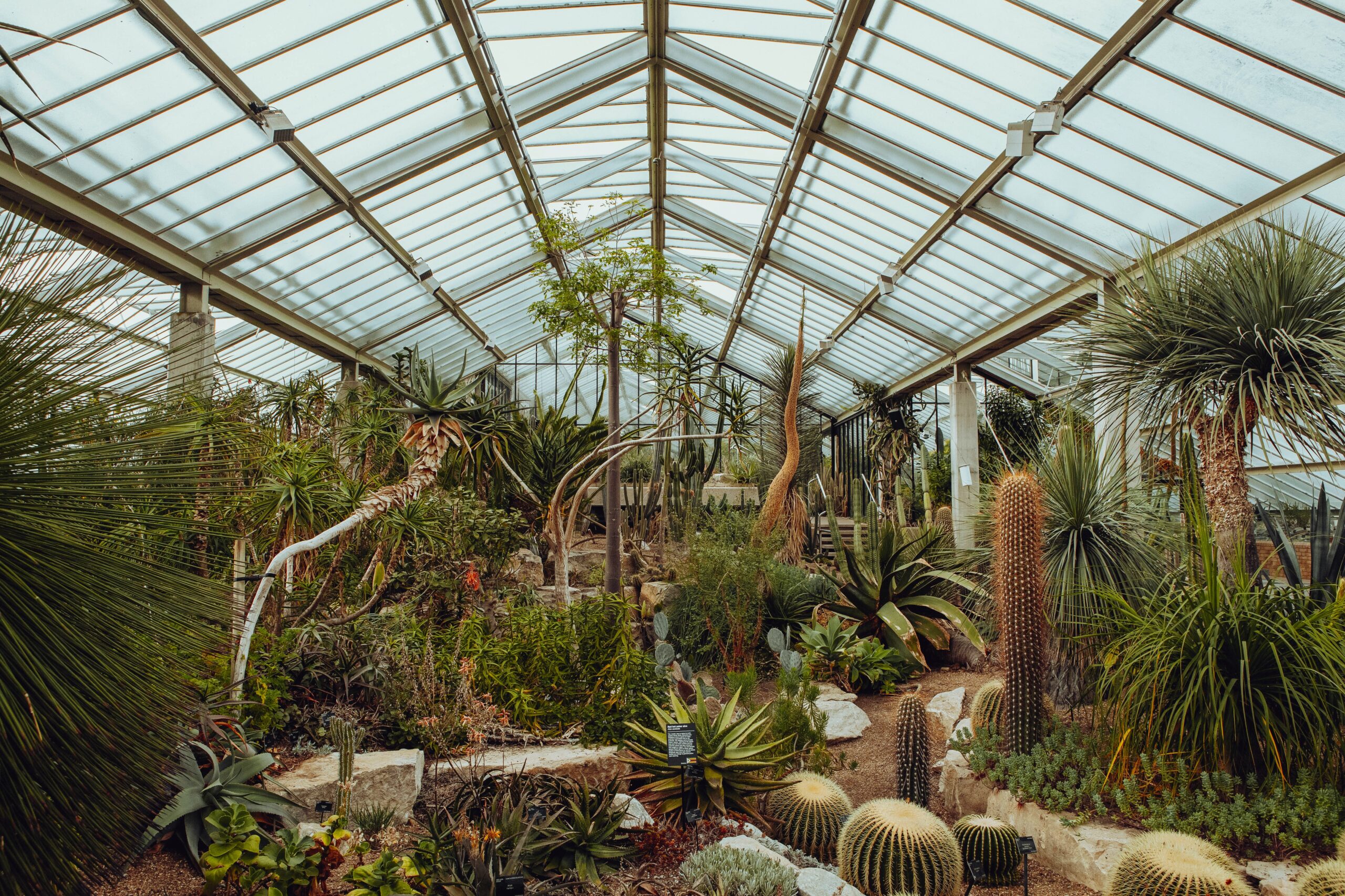 Green plants inside greenhouse during daytime