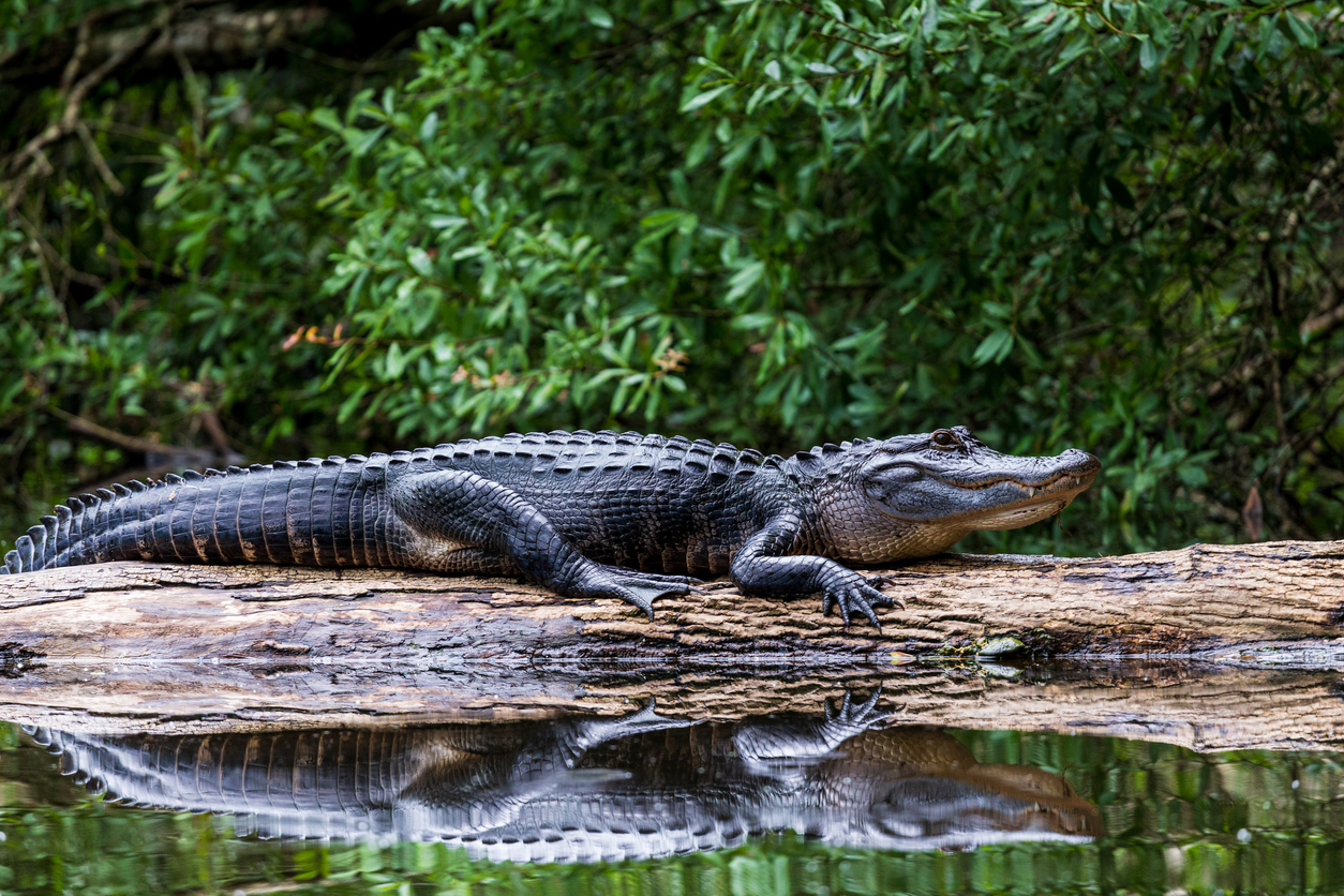 an alligator hanging out on a log