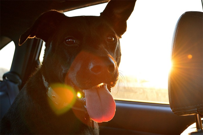 black dog, sunset, dog inside a car