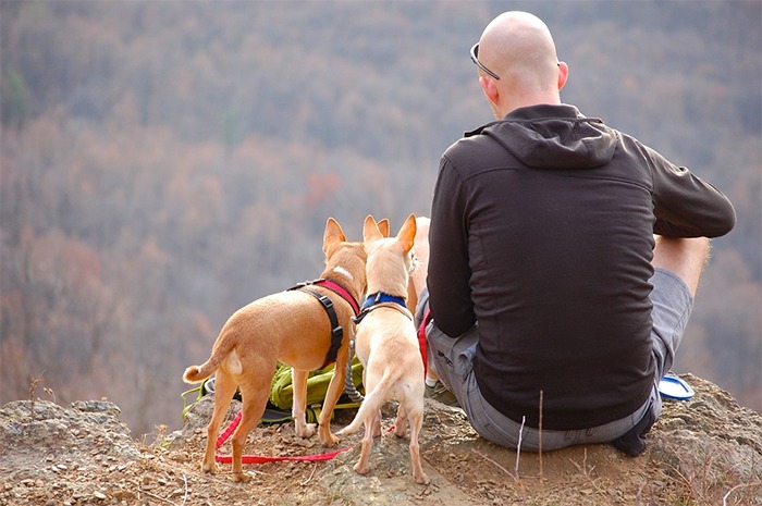 two brown dogs, one bald man, edge of a cliff