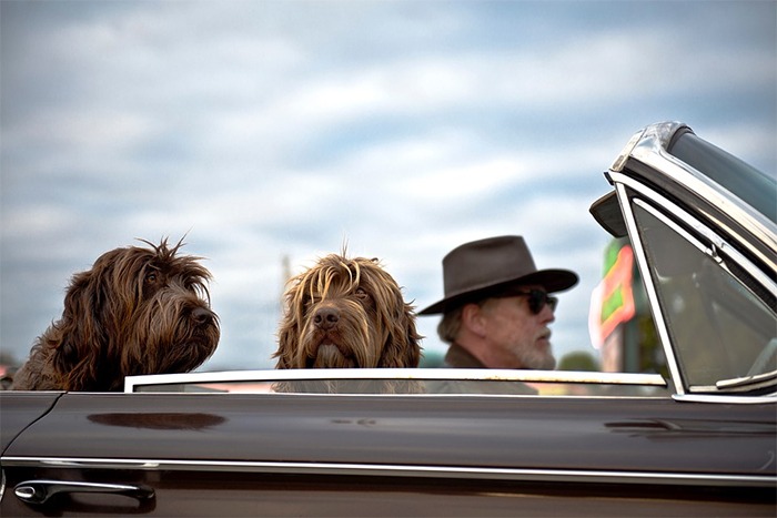 two furry brown dogs, black car, old man driving