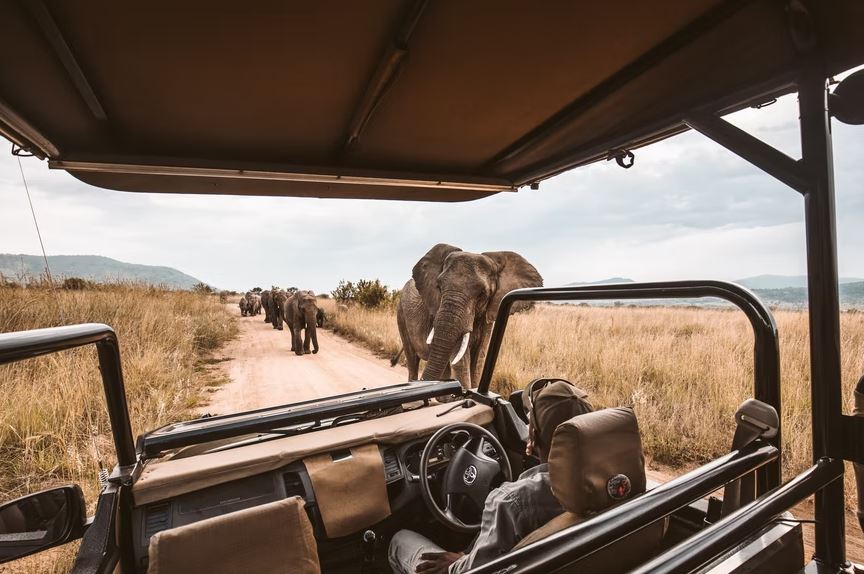 Tips for Preparing to Go on Safari