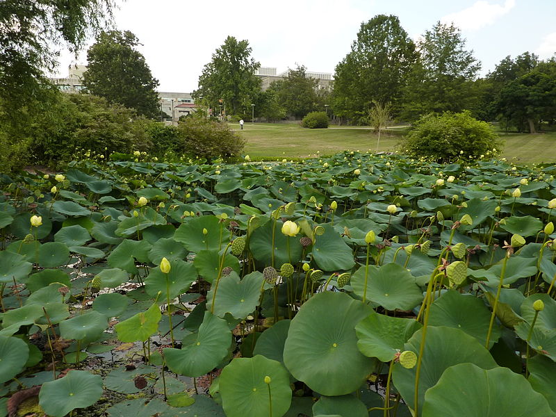 ”A lotus pond in Indiana University Arboretum”