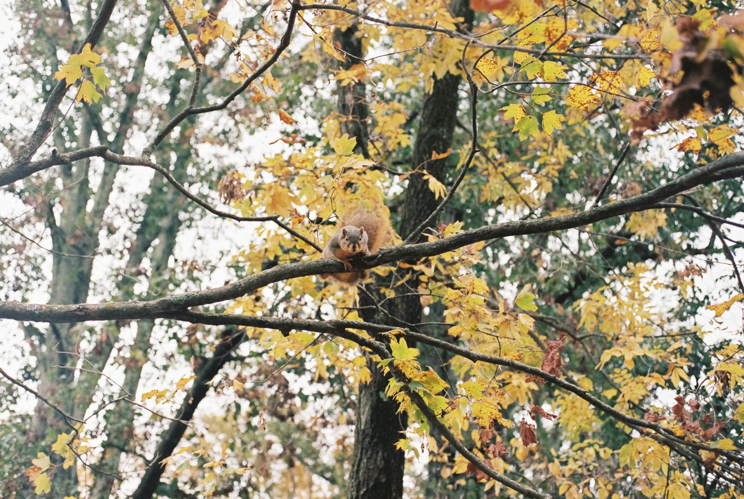 A squirrel sitting on a tree branch