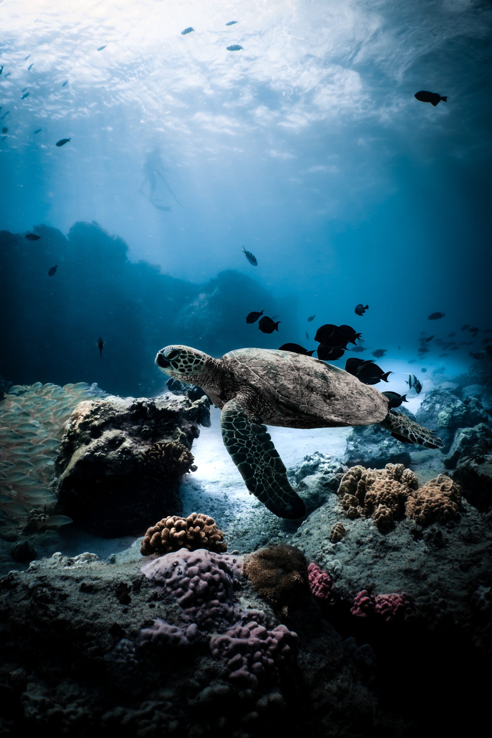 Brown and black turtle under water