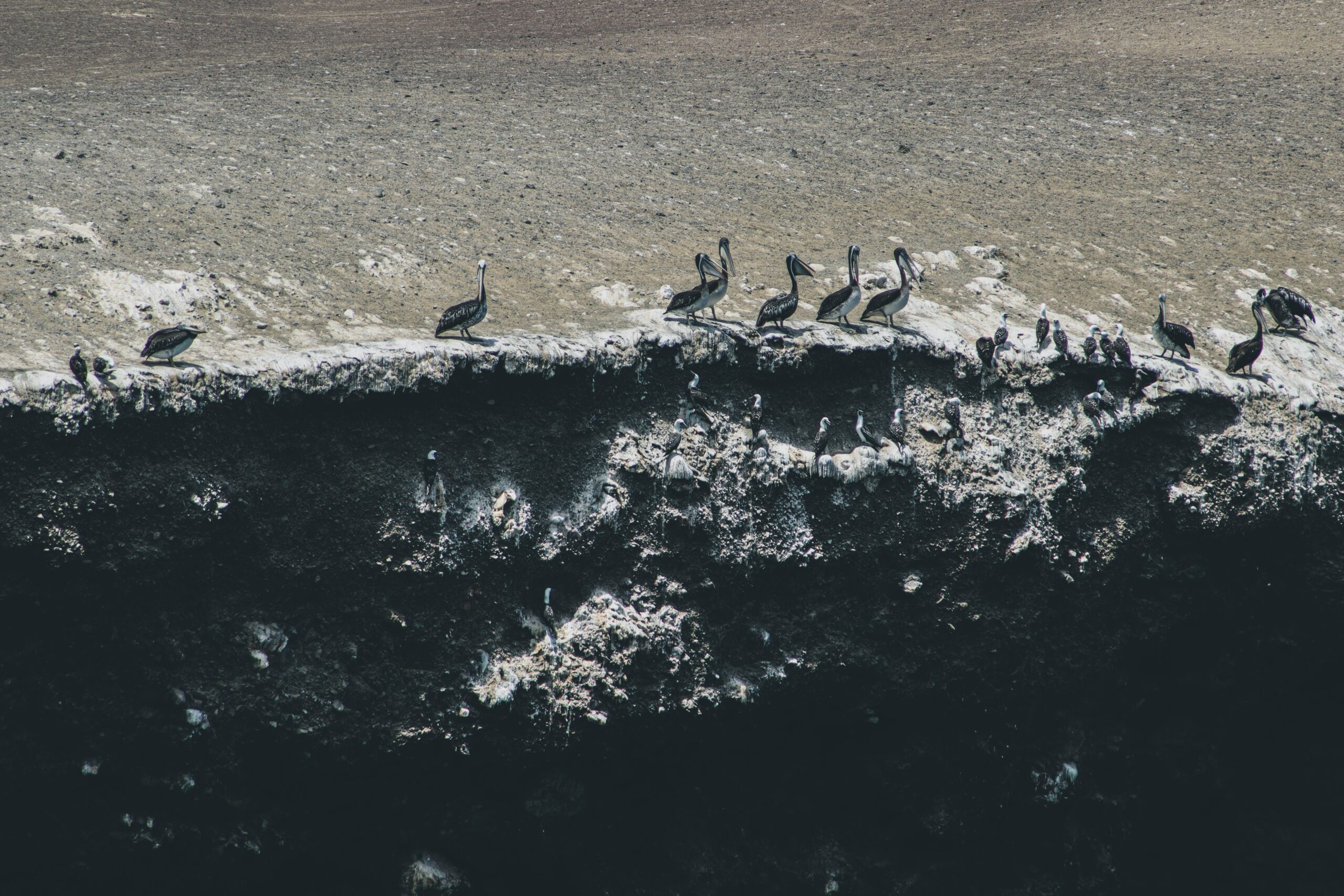 a flock of birds on the rocky shore